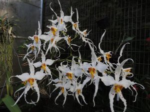 365 days of orchids – day 37 – Odontoglossum cirrhosum wsbeorchids.org/2017/365-days-…