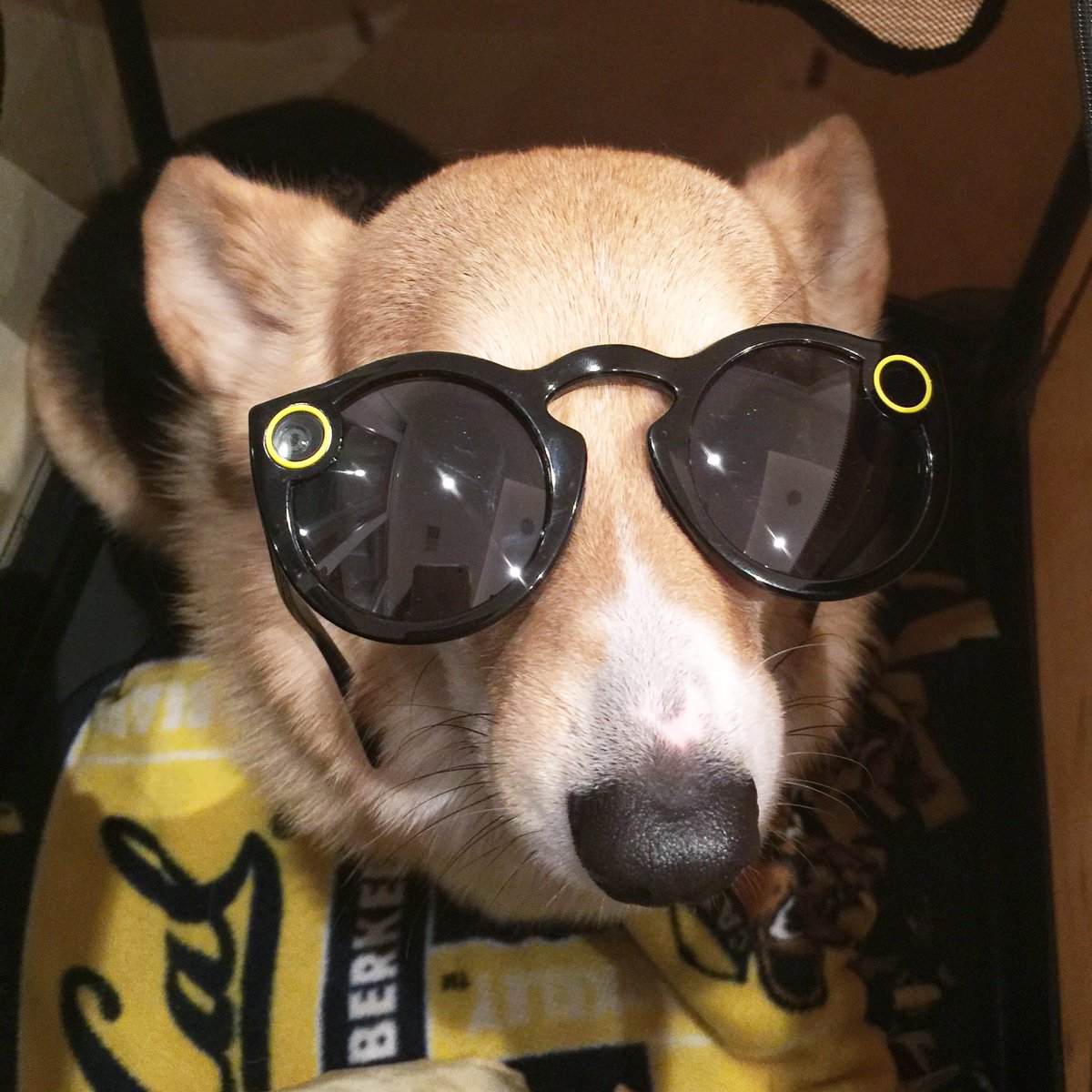 chompersthecorg's tweet photo. Looking fly in those new @Spectacles 😎📸#SmileYoureOnCamera #TechCorgi @Snap @Snapchat https://t.co/HXTPswRP1h