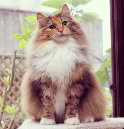 Hayatul fauzi (@Rasfauzy) / Twitter