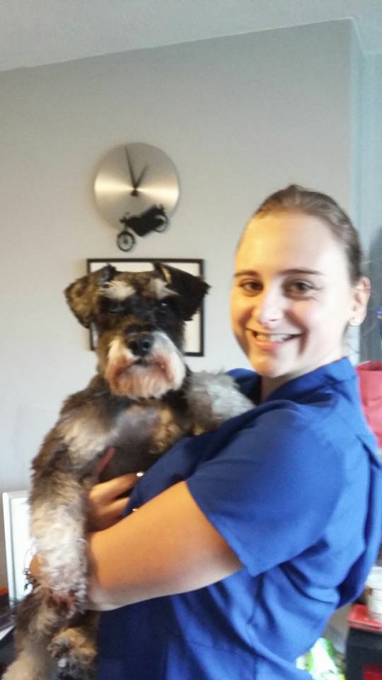 FranksDgcs's tweet photo. #Groomed #gorgeous Rover again yesterday the #Schnauzer so well behaved! #Whitstablegrooming #FranksDGCS :) https://t.co/cr9Z76XCfs