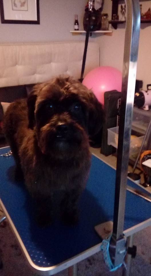 FranksDgcs's tweet photo. Met and #Groomed little Benny yesterday the #Shihtzu X #Poodle Very cute and loving! Still a young one! #FranksDGCS :) https://t.co/3WzGUGGtWx