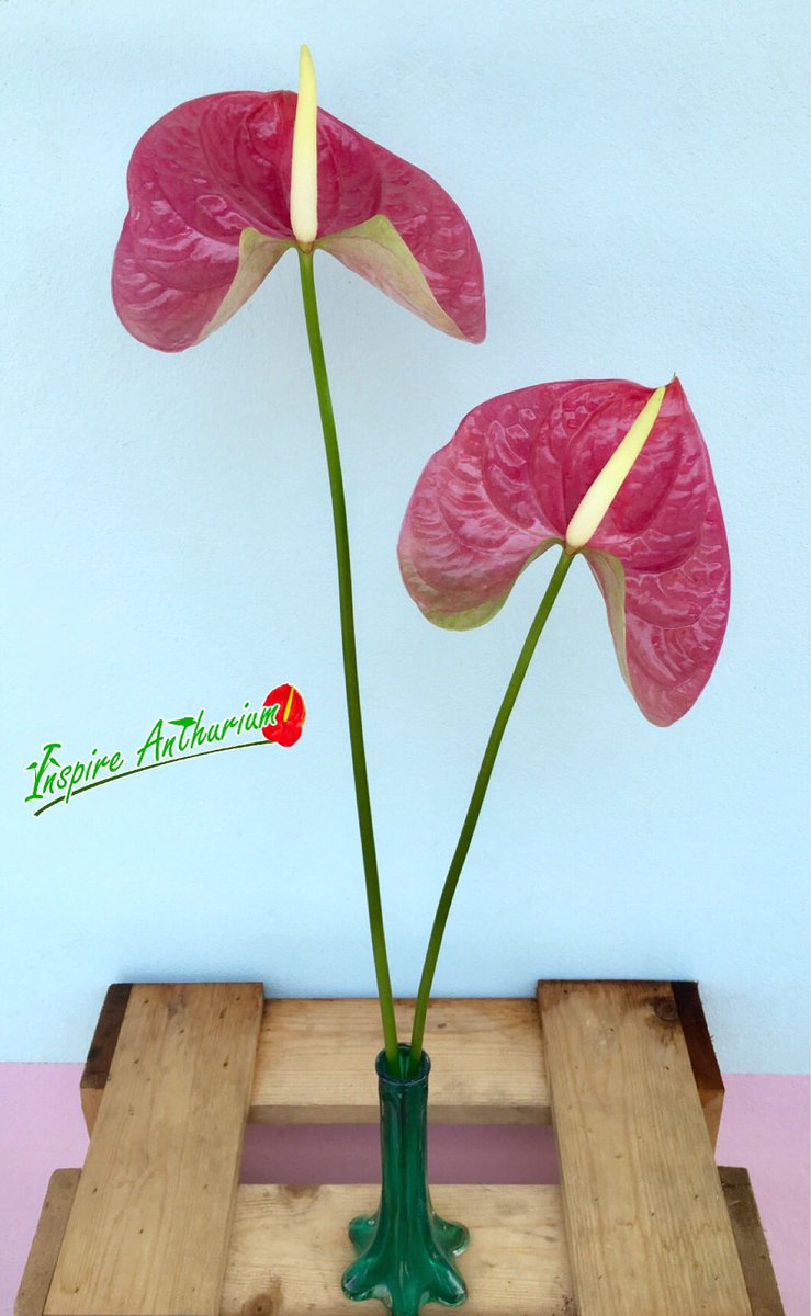 Inspireanthrium tweet picture