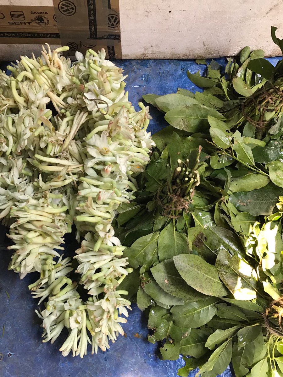 PerfumeLibrary's tweet image. Floral + Green on a sunny day in #kolkata. What a perfect combination. #Perfume #kolkatadiaries #Flowers #greenbeauty