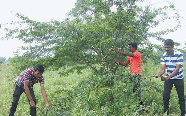 SamayamTamil's tweet photo. கருவேல மரங்களை அழிக்கும் முயற்சியில் களமிறங்கிய இளைஞர் அமைப்பு
#BabulTree #Chennai #Mudichur #Farmers #groundwater https://t.co/xRtEBXvEYy https://t.co/aID855xxHW