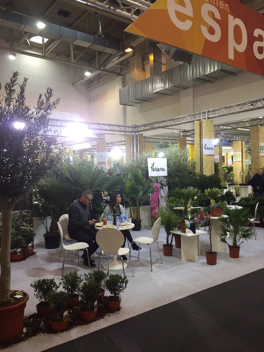 GCollectP's tweet image. Bezoek onze kweker Viverpal met zijn Nerium Oleanders, Olea Europaea en diverse palmen in hal 7, stand c23