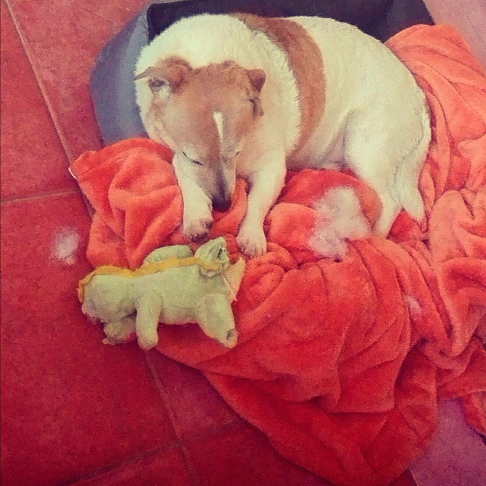 Vissaldākais ir miegs. Čārlijs par miega saldumu absolūti nesatraucas!