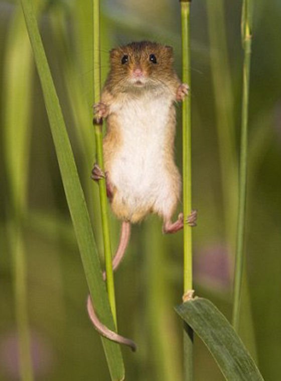 うさふー Twitter પર かわいい カヤネズミちっちゃかわいい 癒される カヤネズミの画像 Naver まとめ T Co Ktopwe46ba うさふー Twitter પર かわいい カヤネズミちっちゃかわいい 癒される カヤネズミの画像 Naver まとめ T Co Ktopwe46ba