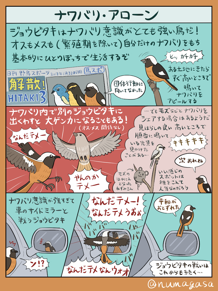 numagasa's tweet photo. 寒さが容赦ない今日この頃なので、真冬の渡り鳥「ジョウビタキ」の図解です。色鮮やかで可愛らしくて、冬の野鳥ファンのアイドル的存在ですが、孤独を愛するハードなハートをもつ小鳥でもあります。でも見かけると幸せな気持ちになるので、暖かくなって海の向こうに帰っちゃう前に探してみてください。 https://t.co/KPN0cTQFtK
