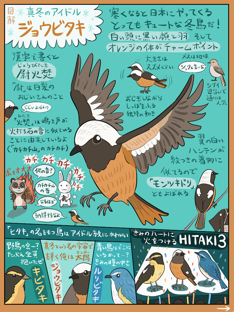 numagasa's tweet photo. 寒さが容赦ない今日この頃なので、真冬の渡り鳥「ジョウビタキ」の図解です。色鮮やかで可愛らしくて、冬の野鳥ファンのアイドル的存在ですが、孤独を愛するハードなハートをもつ小鳥でもあります。でも見かけると幸せな気持ちになるので、暖かくなって海の向こうに帰っちゃう前に探してみてください。 https://t.co/KPN0cTQFtK