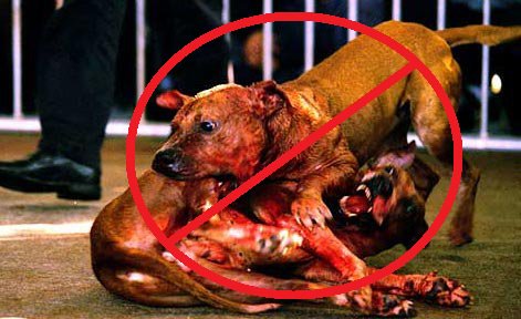 Protect_Wldlife's tweet photo. Please Sign &amp; RT: Demand A Mandatory 5-Year Minimum Sentence For Those Convicted Of Arranging/Attending Dog Fights! https://t.co/eP9PIE1dmr https://t.co/cI8Zc4U0C3