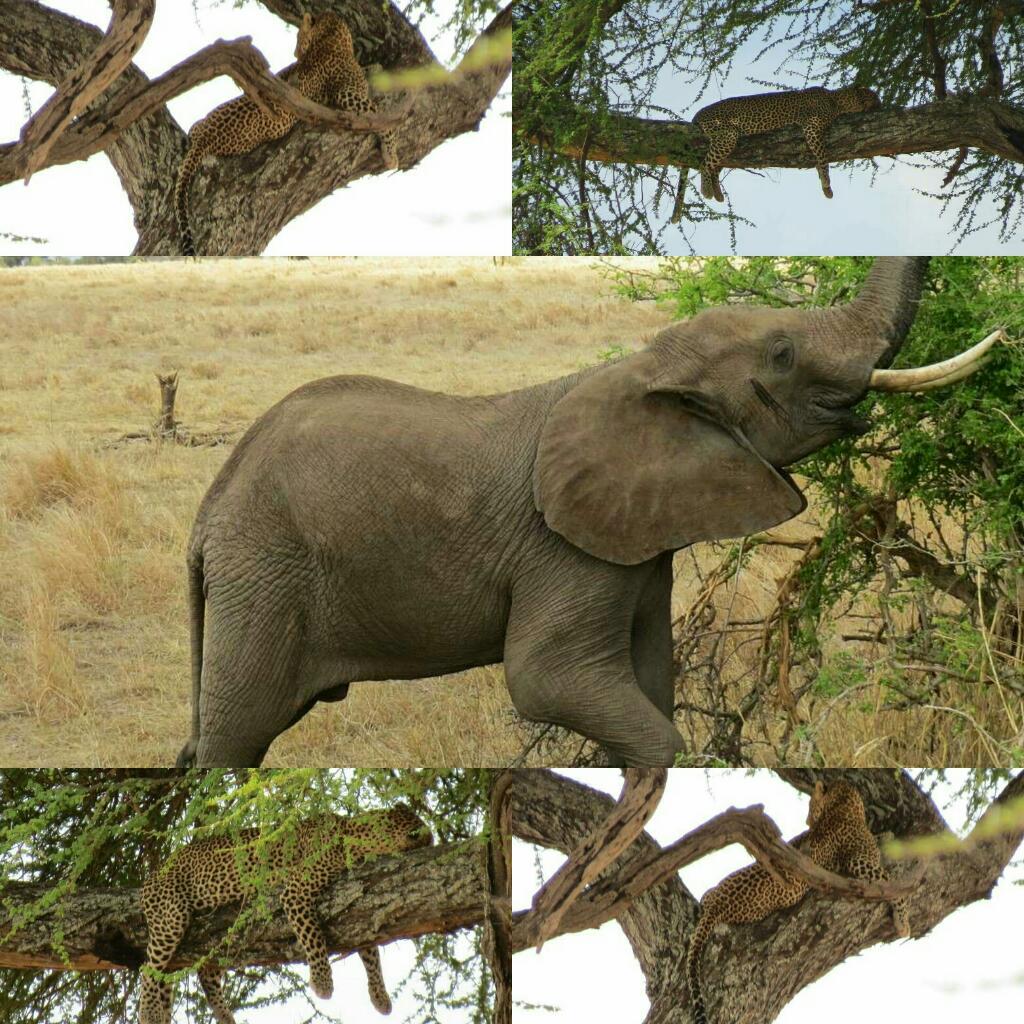Dry season is a time for browsing!! #elephants #homeofelephants #tarangirepark