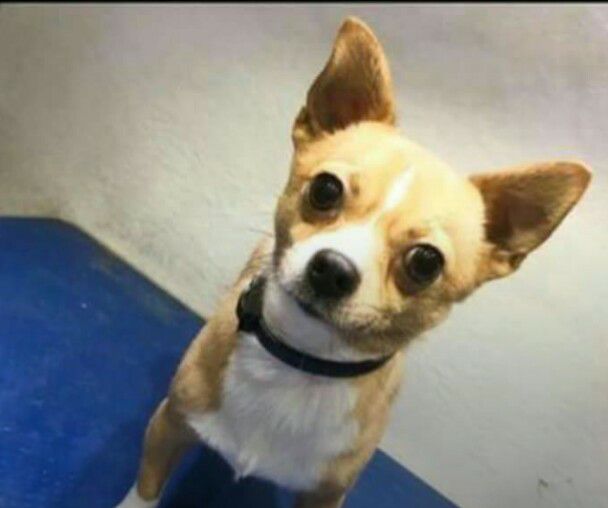 Have you seen Tyson? He went missing from Shiney Row, #Sunderland. He is wearing a light blue harness. Please RT!
mylostbox.com/item/tyson-shi…