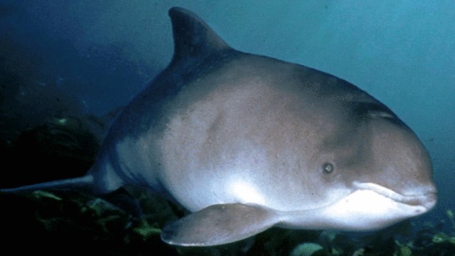 BBCRadioCymru's tweet photo. Ar y #PostCyntaf ar ol 8 pa ardaloedd fydd yn cael eu dynodi'n ardaloedd gwarchod Llamhidyddion y porpoise cyn  hir gan Lywodraeth Cymru?. https://t.co/4nBzPaKNKl