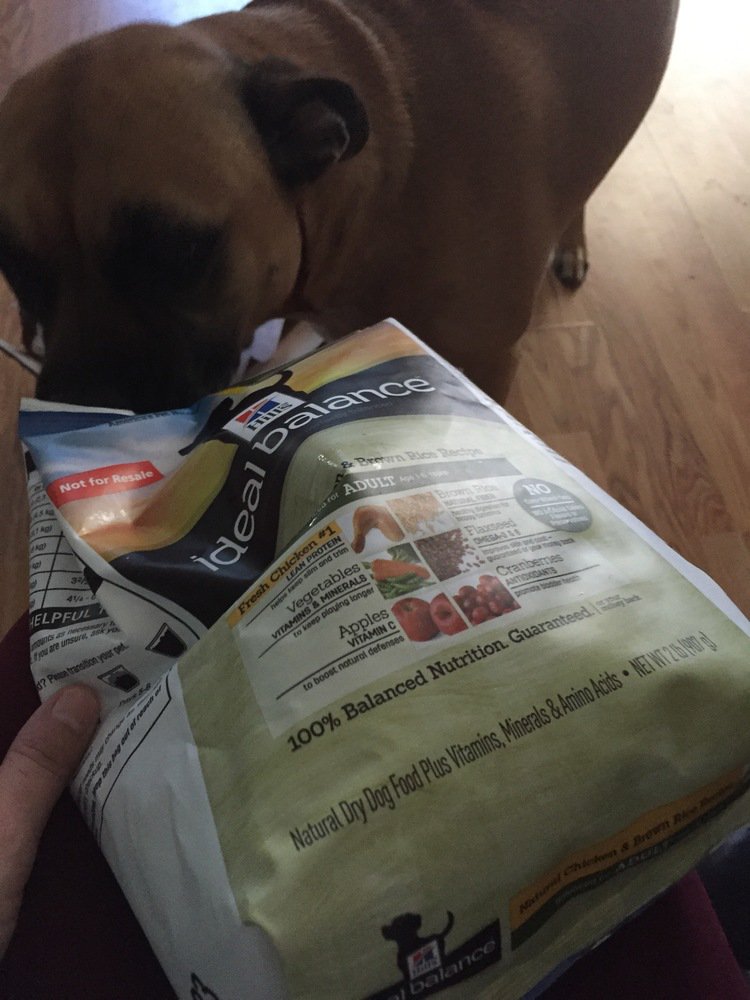 BohaychykE's tweet photo. My dog was going crazy to get into this bag! She loves it! Chowed it right down! #HillsPetCrowd #ad https://t.co/nn583EE3bc