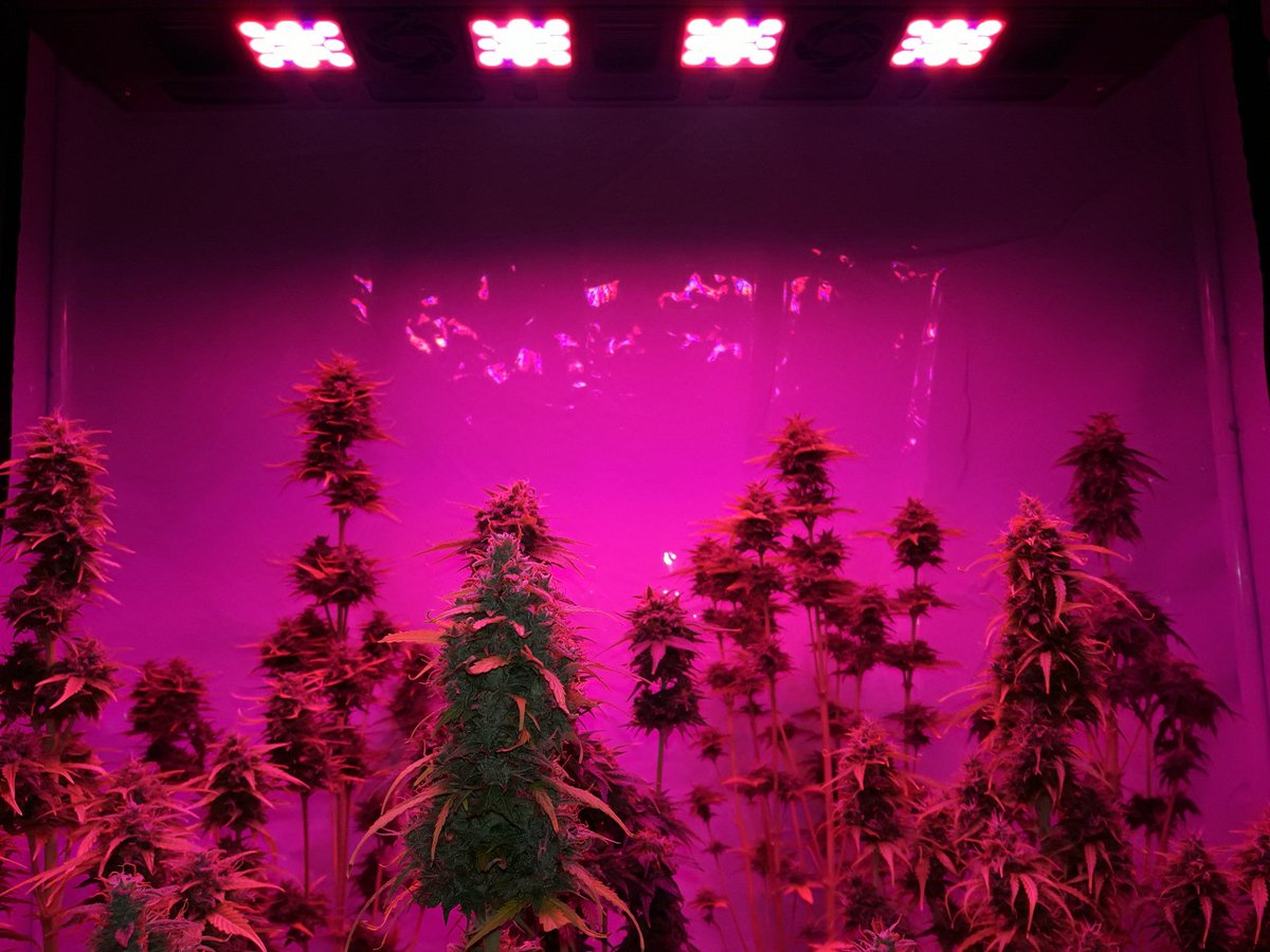 AdrycManellson's tweet photo. #Momentos
#Weed #LED #R420ZR #LedVenture,
#LemonPie @GreenbudSeeds, #AK47 @evogrun y #Antártica, @delverdealmorao, #Autos, #HomeBoxUK: -))) https://t.co/NoiVzO931D