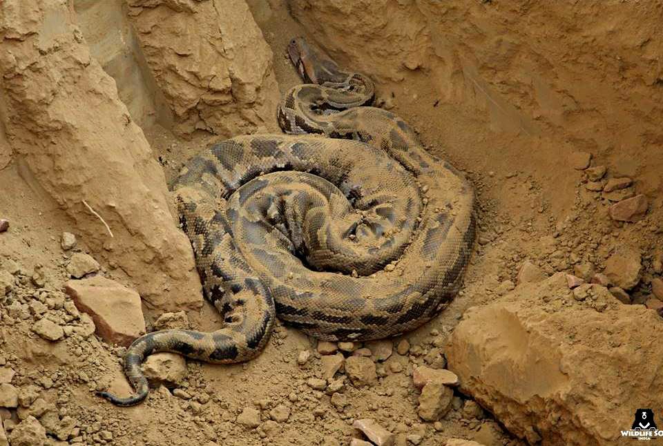 WildlifeSOS's tweet image. Read the coverage by @timesofindia of an 8 foot long #IndianRockPython who was rescued by Team @WildlifeSOS in Agra; bit.ly/2kroFjF