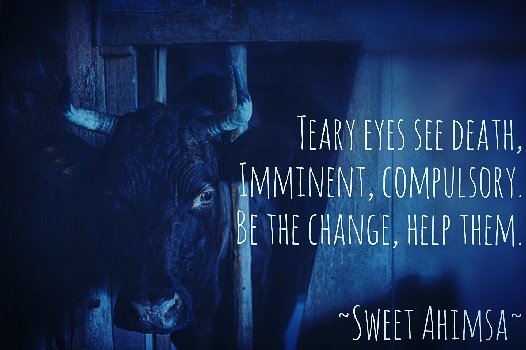 Sweetahimsa's tweet photo. This weeks #humpdayhaiku is a #Vegan one. #GoVegan2017 #veganuary https://t.co/4OHi2IW7dq