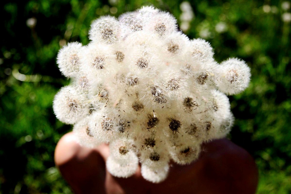 GALLLERIAPIU's tweet image. SAVE THE DATE! OPENING 28.01.17 h.18
Emilio Rojas _ The Lions Teeth And/Or The World Was Once Flat
facebook.com/events/3614601…