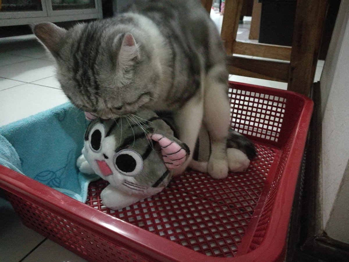 mewkyyway's tweet photo. ช่วยน้องด้วยนะคะ https://t.co/E1ybQGMxNs