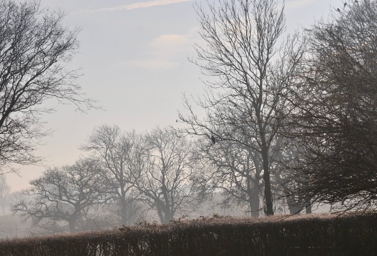 countrymousie's tweet photo. My creature of habit #sametree #samefoggyday #suffolk #Winterwatch #wednesday #myview #buzzard https://t.co/m5LcZazFLE