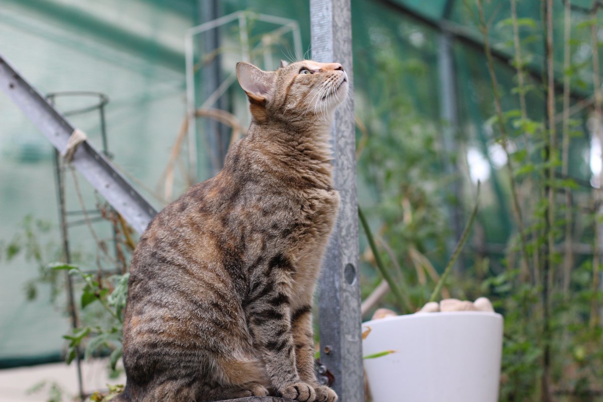 KitsyMiss's tweet photo. There's something in the air tonight. Unfortunately its not a slow moving bird. #CatsOfTwitter https://t.co/UJeER9yiT6