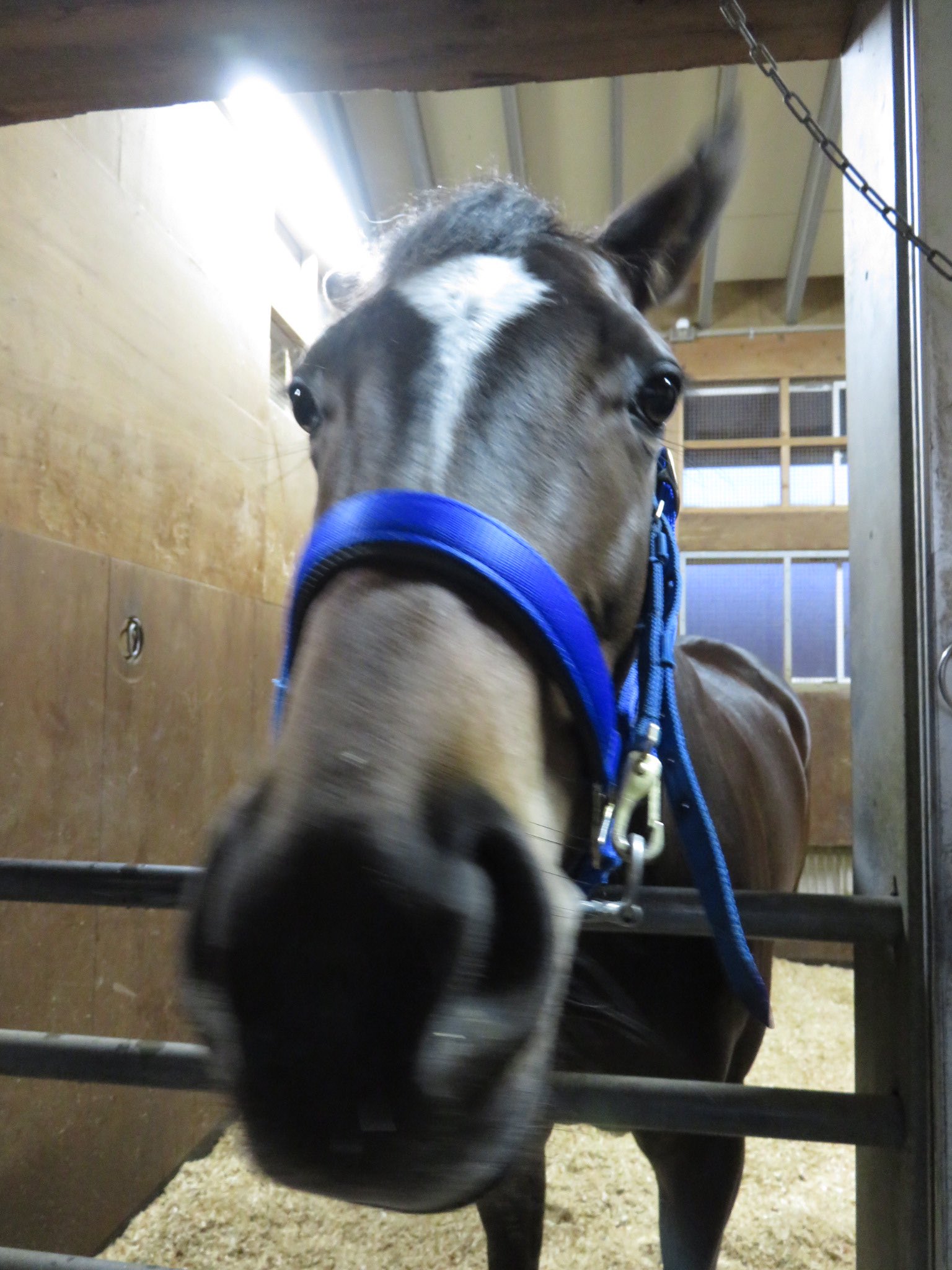 日刊ゲンダイ 競馬 ネオユニバース産駒のノイエクローネ 独語で 新しい王冠 の意味 母はドイツで５勝と活躍したオヴァンボクイーン ｏvambo ｑueen １２年のバーデン企業大賞 ｇ バーデン大賞で 前年の凱旋門賞馬デインドリームの 着がある牝馬