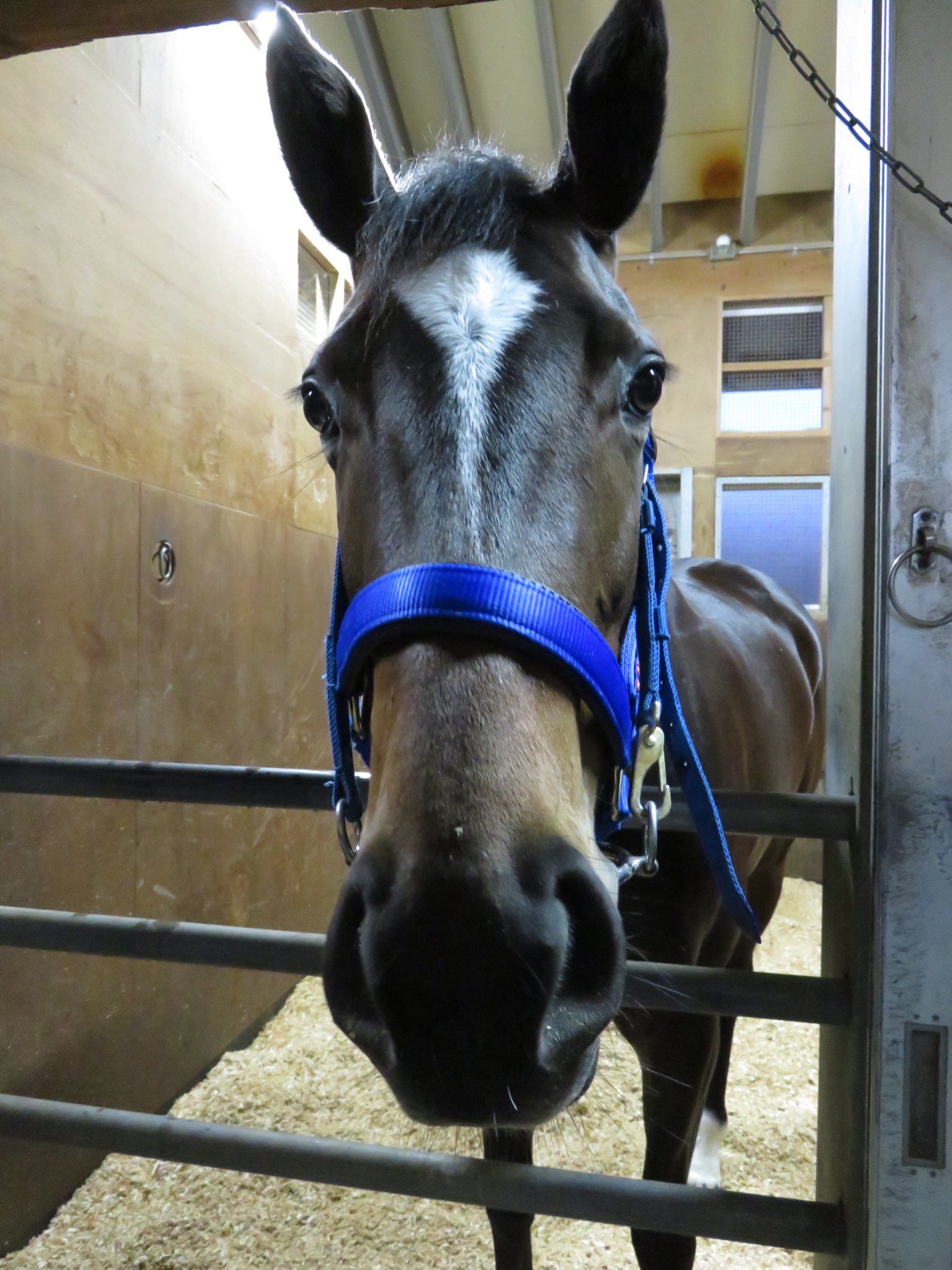 日刊ゲンダイ 競馬 ネオユニバース産駒のノイエクローネ 独語で 新しい王冠 の意味 母はドイツで５勝と活躍したオヴァンボクイーン ｏvambo ｑueen １２年のバーデン企業大賞 ｇ バーデン大賞で 前年の凱旋門賞馬デインドリームの 着がある牝馬