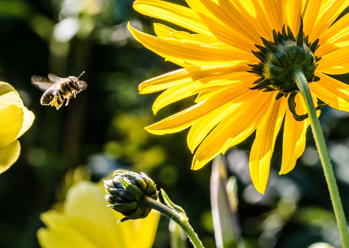 askmrmorpheus's tweet photo. #Didyouknow honeybees can flap their wings 200 times per second? #honeybee #bee #wings #persecond #nature https://t.co/lPZmKTbYHf