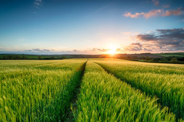 goenche's tweet image. AAP will introduce modernized Farming in Carmona  #AAPforCarmona