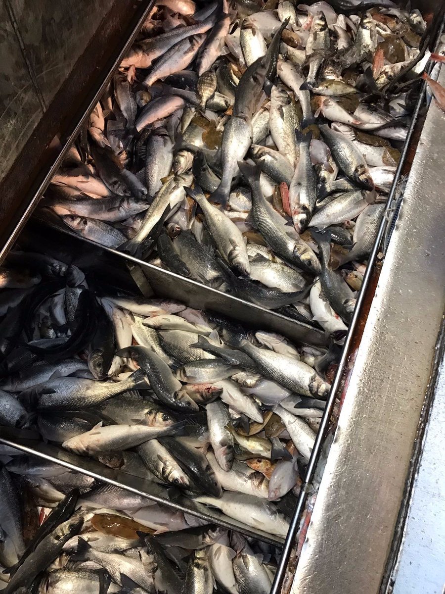 Zojuist stuurde schipper deze foto. Lucky shot en 2 ton zeebaars aan boord, maandquotum is 400 kg. Onwerkbaar, zinloos, verspilling!!!