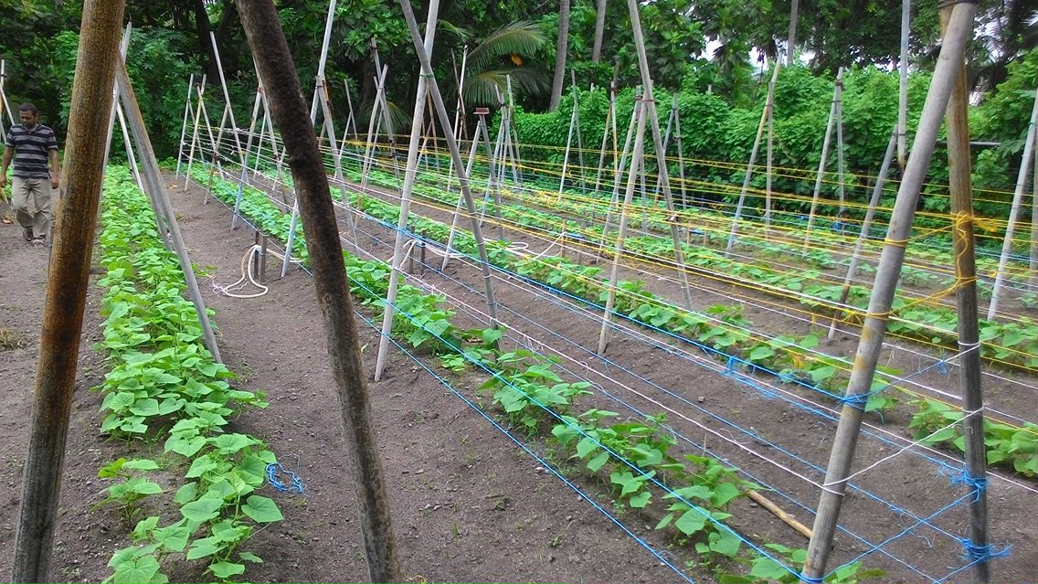 CAMMaldives1's tweet photo. Grow every tree; chemical free, sustain the resources that nature has gifted and harvest the 
bounties of the land without destruction. https://t.co/1UE2H61Hg6