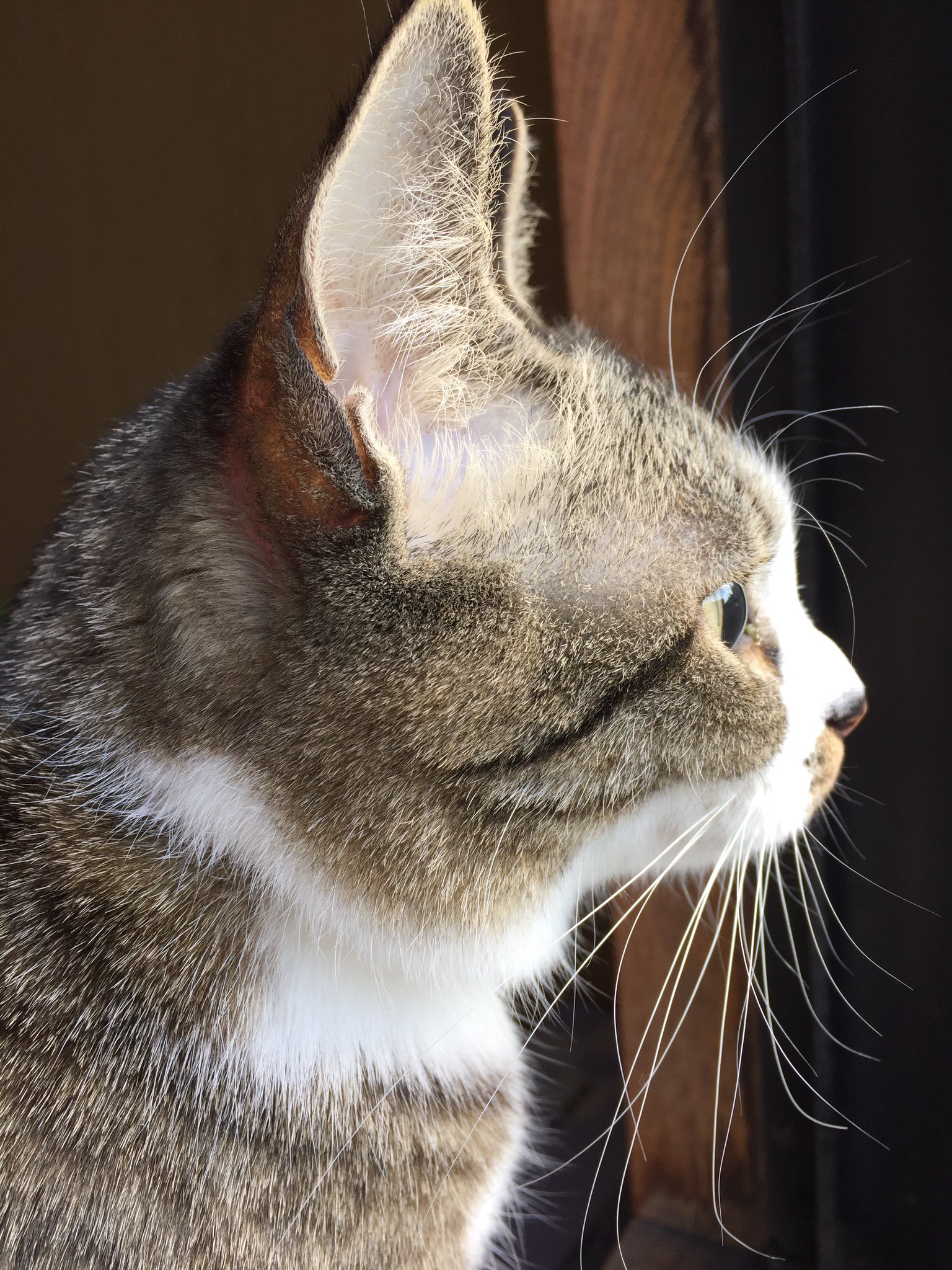 ねこ横顔 Twitter Search Twitter