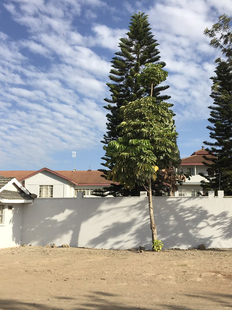 DawamuSchool's tweet photo. We love it fresh and green. We love the manicured lawns. We love to keep it serene since it inspires focused and dedicated learning. https://t.co/wqTcOzvk89