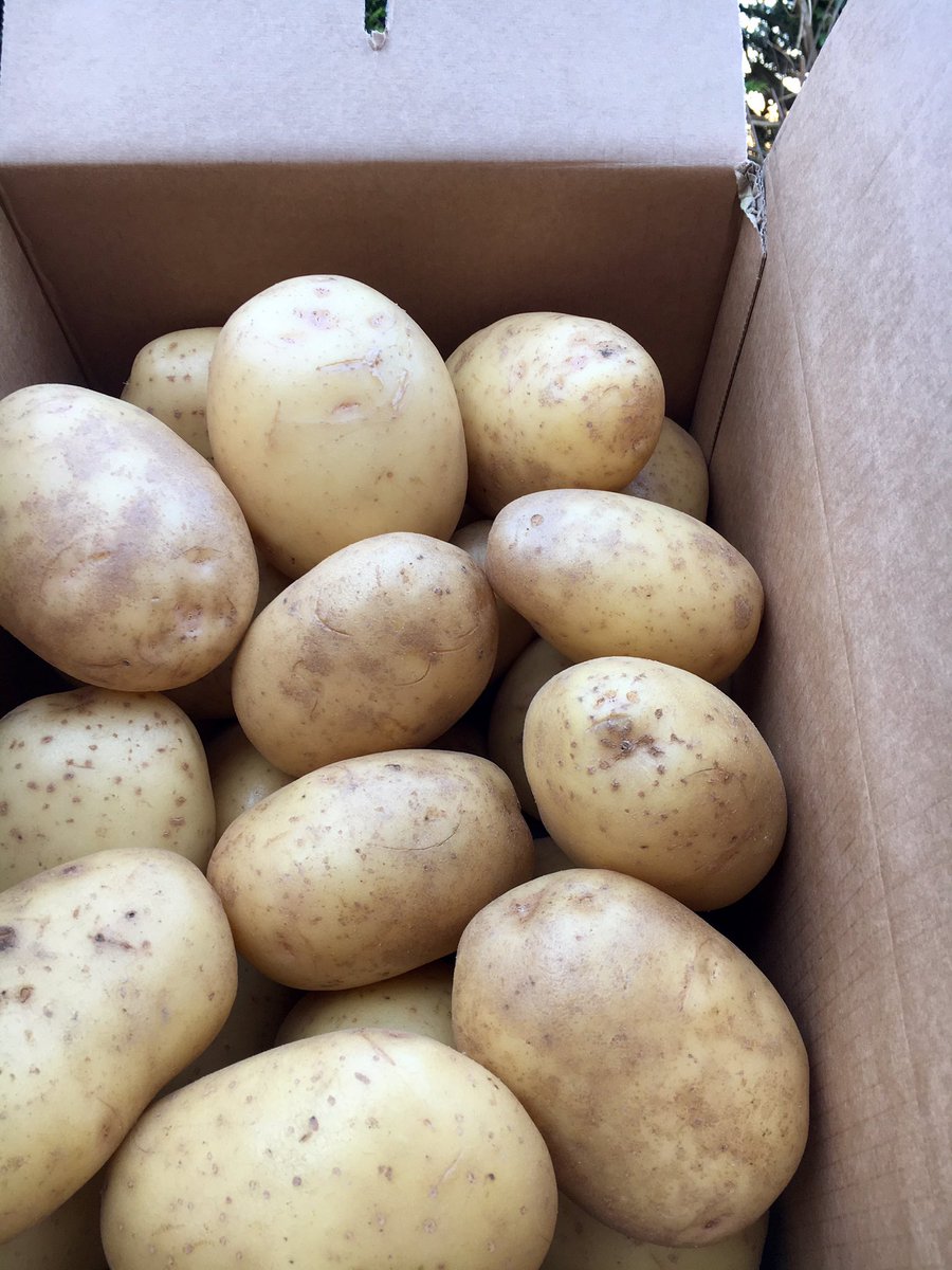 reylandpotatoes's tweet photo. Fresh in stock. 40's washed 15kg jacket/baking potatoes. Sourced locally from Branston Potatoes. Bright appearance, Reliable &amp; consistent! https://t.co/d05if5p2K4