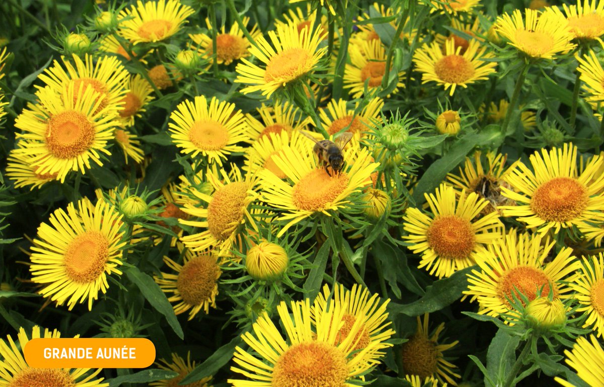 Fleur printanière, la Grande Aunée est consommée pour soulager les toux chronique et d'irritation. Connaissiez-vous déjà cette plante ?