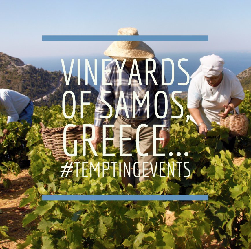 Tempting_Events's tweet photo. #temptingevents #samos #vineyardsofsamos #grapes #greekwines https://t.co/tSwFJU0RJJ