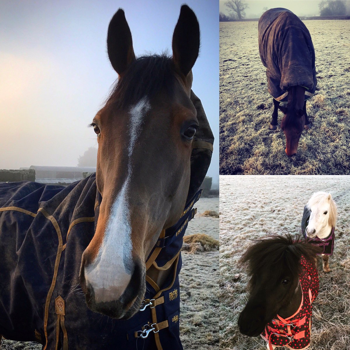 Horses are cosy in their <a href="/premierequine1/">Premier Equine Int.</a> rugs,but it's hard explaining to the little ones that they don't come in their size #minirescues
