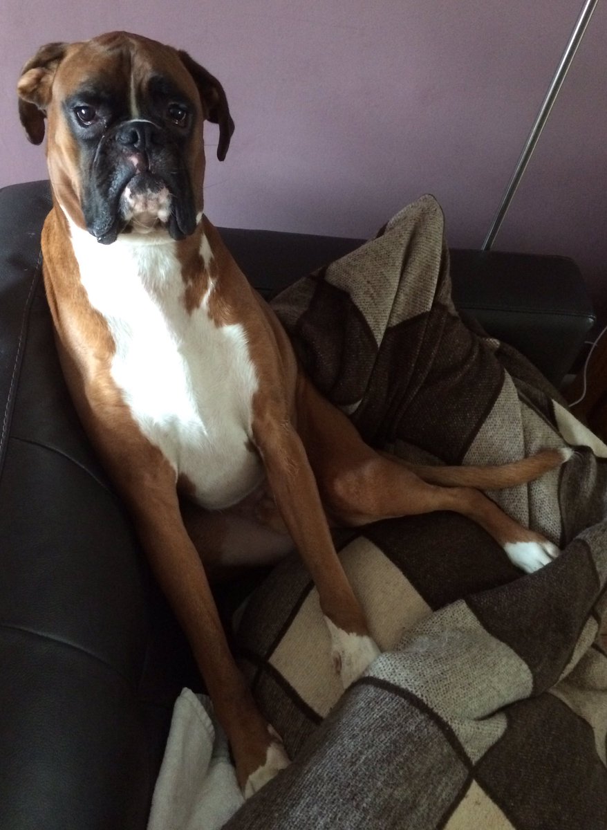 RodneyTheBoxer's tweet photo. How you doin'? πΆπΎ#rowdyrodneyboxer #laidbackboxer #dogsoftwitter #ratherbenapping #wearywednesday https://t.co/DyBvoCS0na