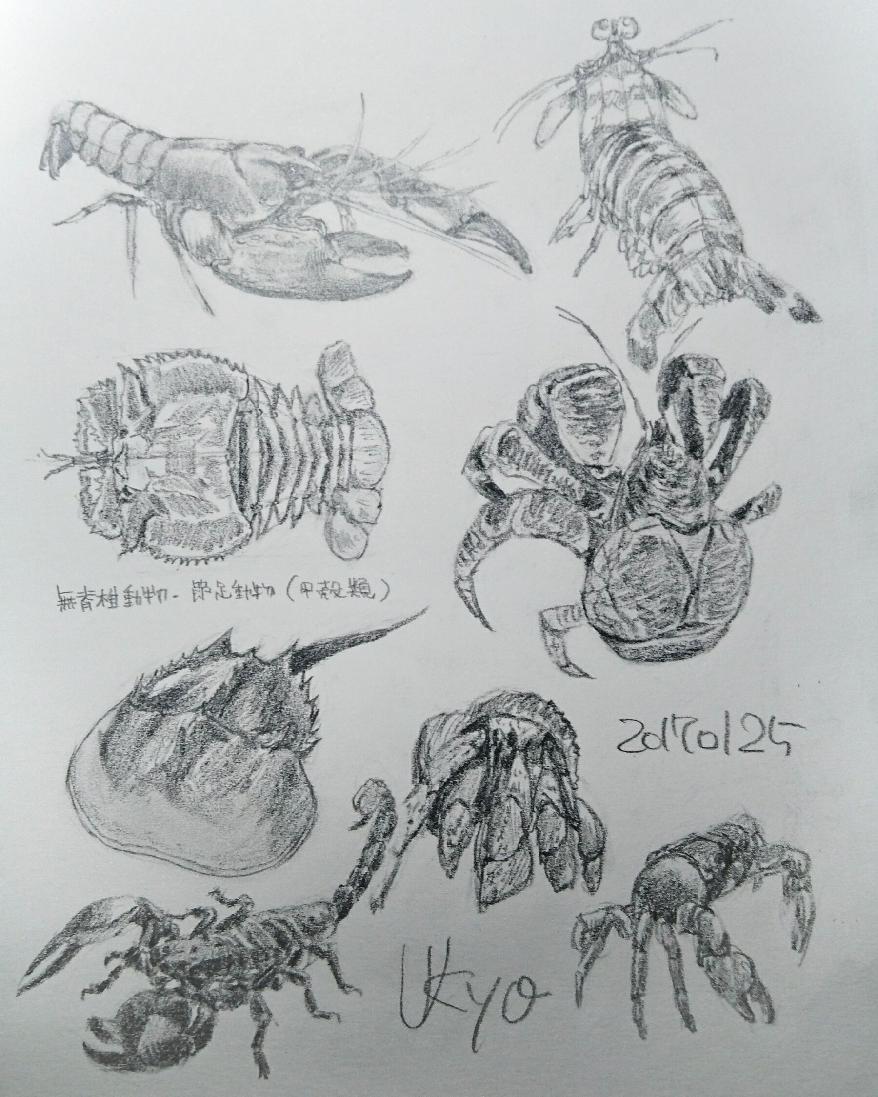 Kagetsu Ukyo 卯京 華月 今日の落書き 甲殻類づくし 無脊椎動物の節足動物の甲殻類で エビとかカニとかサソリとか 多分初描き 落書き 鉛筆画 練習 息抜き 素描 一日一画 今日の落書き ザリガニ エビ 椰子蟹 海老 蟹 カニ ヤドカリ