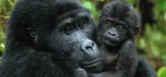 No other adventure that matches the experience of spending time FACE to FACE with the gentle mountain Gorillas !!!!