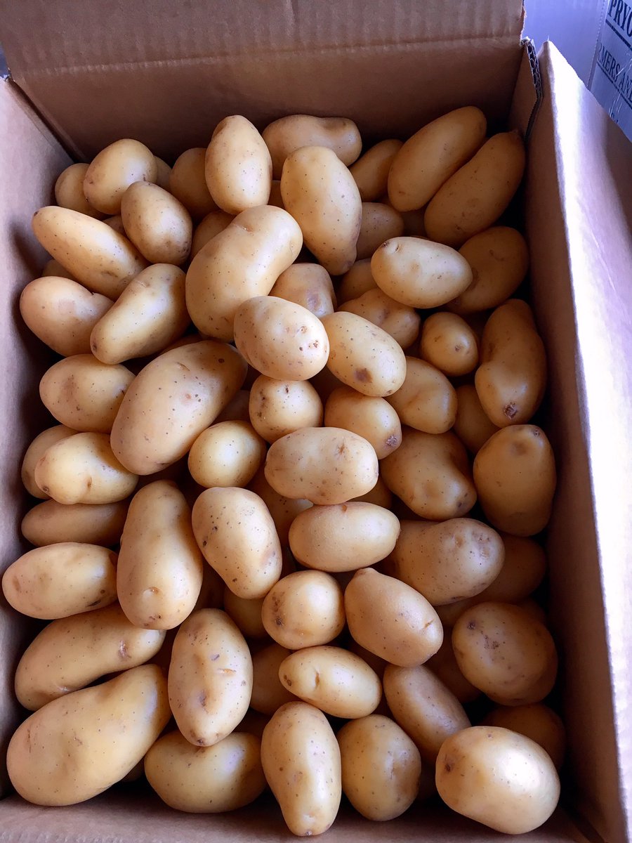 reylandpotatoes's tweet photo. B.Reyland are back with our favourite mids. Jazzy variety, sourced from Pryor in Cornwall. Fantastic sample, bright appearance! https://t.co/1u4sZPETpD