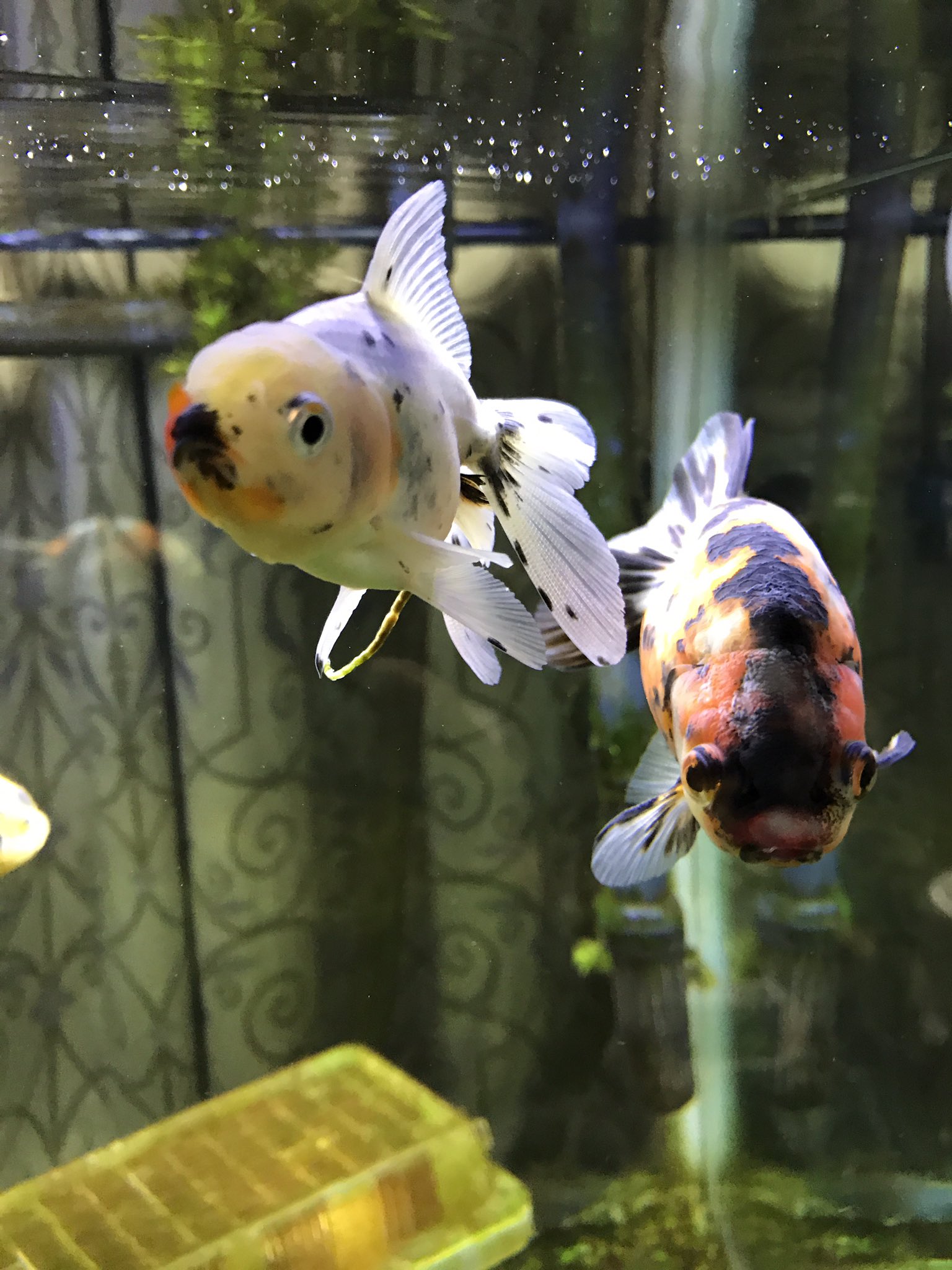 牛の水槽 今朝 外で飼っていた金魚17匹が全て何かの生物に食べられるか 舟の外に出され潰れていました 波板を重ね置き 重しをしていたのですがとんでもない位置まで動かされていました 枠までしっかり固定できるタイプでないと安心できませんね 金魚