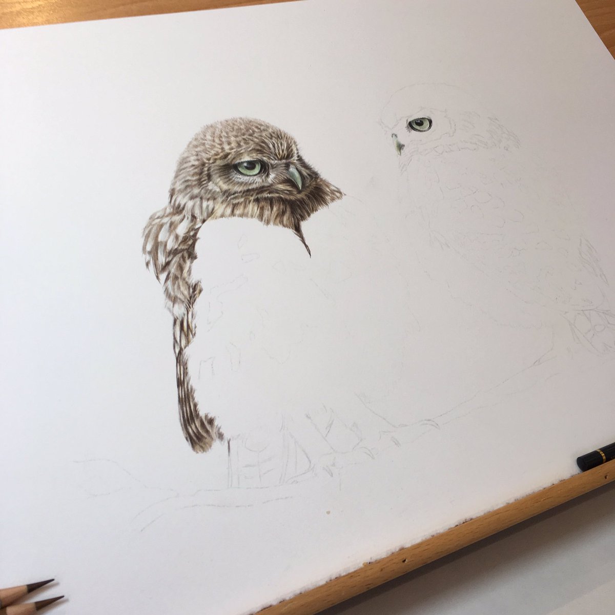 staceymooreart's tweet photo. Time for a☕️ then to tackle all them feathers ✏️ #updatetwo #wip #coloredpencils #owldrawing #wildlifeartist #fineart #fabercastell https://t.co/gRN0XbLqfP