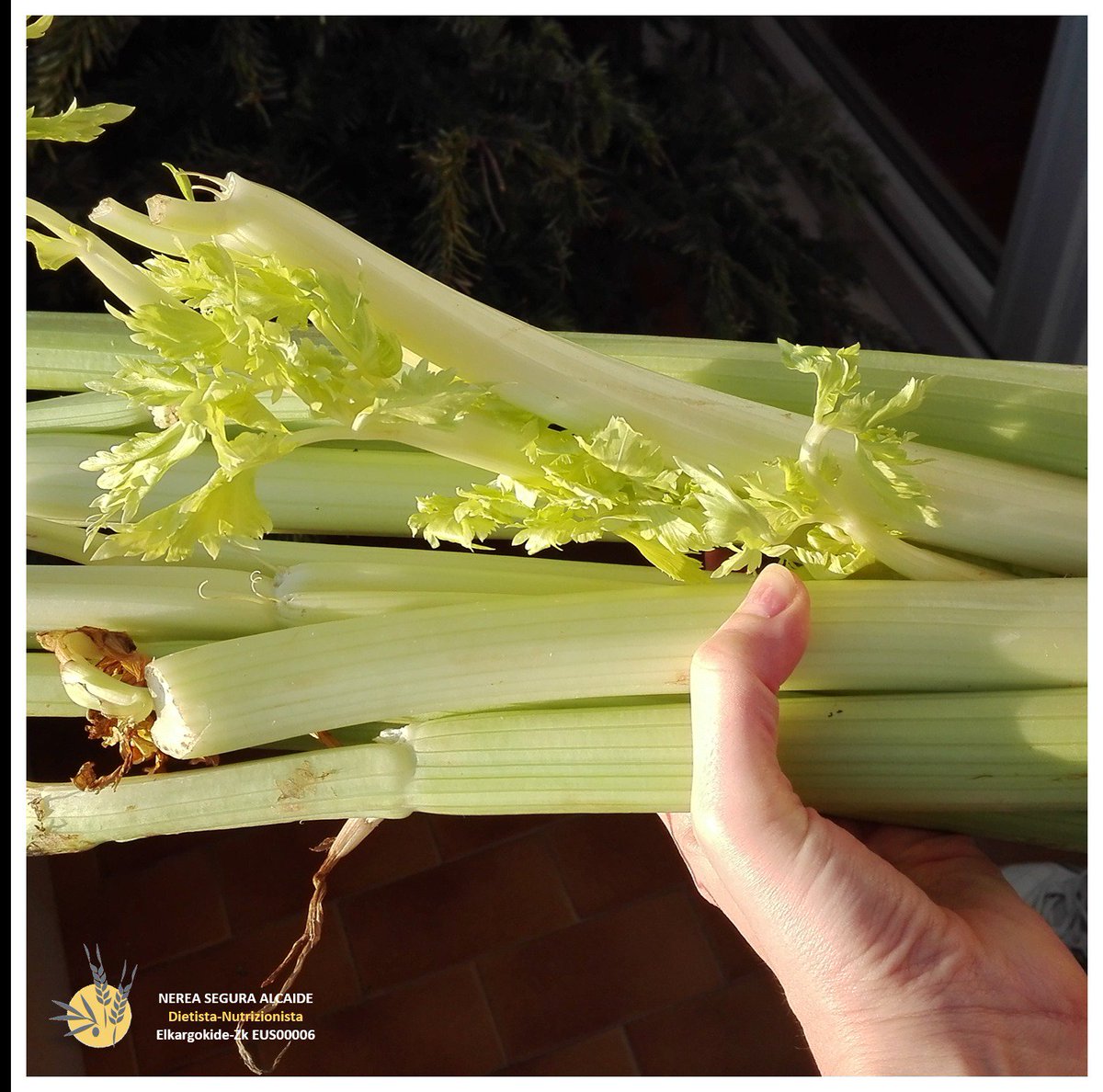 elikabide's tweet photo. #PERREXILHEZE Ezaugarri #diuretiko -ak ditu, bere esentzi olioa #hipotenkatzailea da. Eskerrik asko osaba! #Ortua #Sasoiko #Pericolos https://t.co/x9uDYyj8uJ