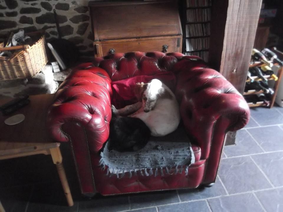 Make like Monty and keep #cosy in our lovely #HolidayHome  buff.ly/2jyPst4

#JouetHolidays #France #Travel #Vacances
