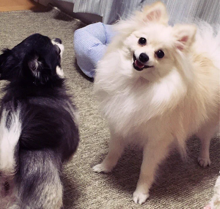 喧嘩中にカメラに気づいた犬のプロ意識がモデル級ｗｗ
