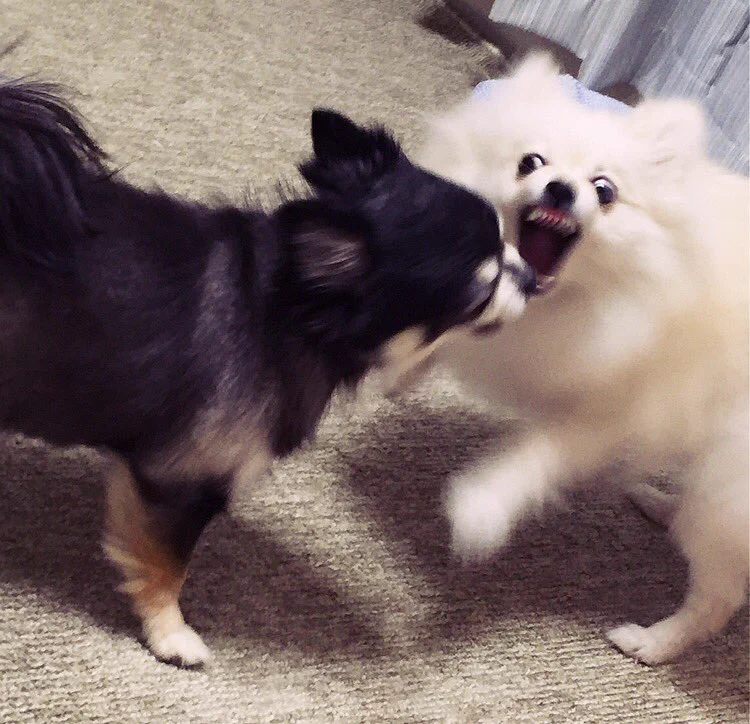 喧嘩中にカメラに気づいた犬のプロ意識がモデル級ｗｗ