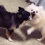 喧嘩中にカメラに気づいた犬のプロ意識がモデル級w