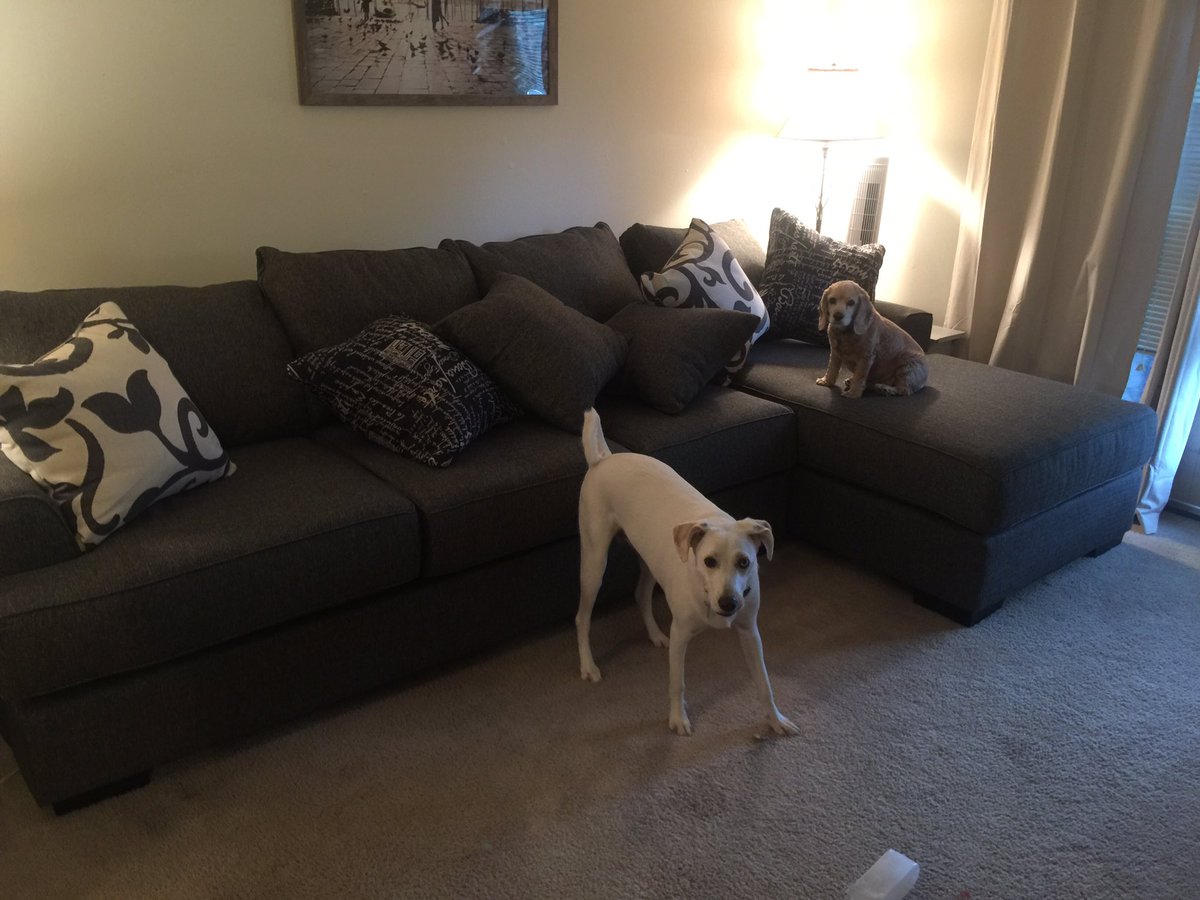 Just said bye to the pups for a year... #seeyousoon #takecareofmommywhileimgone