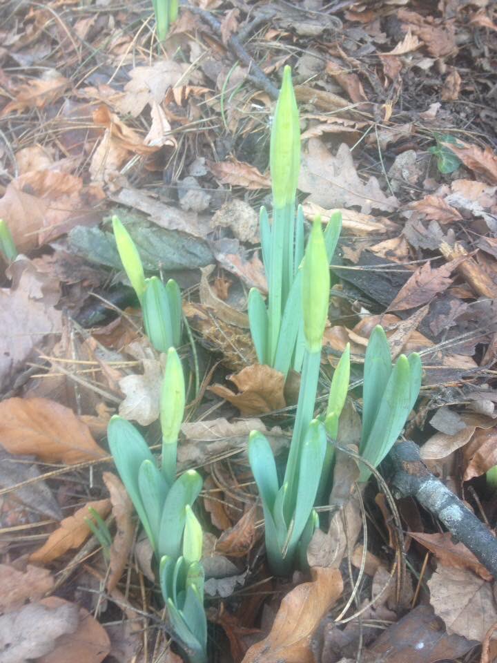 Churchtown Village tweet media